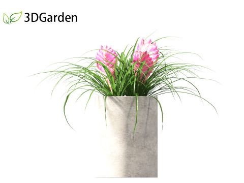 Tillandsia Cyanea - Pink quill 02 3D-Modell