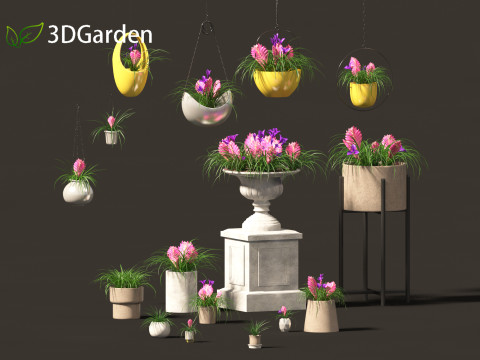 Tillandsia Cyanea - Pink quill 02 3D-Modell