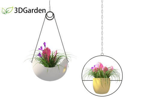 Tillandsia Cyanea - Pink quill 02 3D-Modell