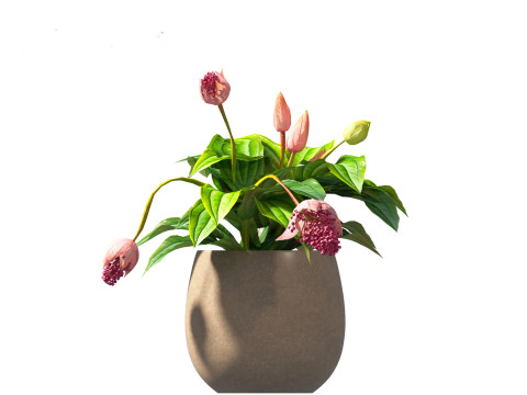 Medinilla Magnifica - rose grape 3D Модель