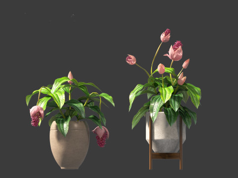 Medinilla Magnifica - rose grape 3D Модель
