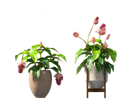 Medinilla Magnifica - rose grape 3D Модель