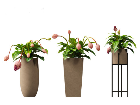 Medinilla Magnifica - rose grape 3D Модель