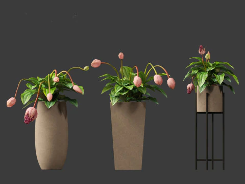 Medinilla Magnifica - rose grape 3D Model