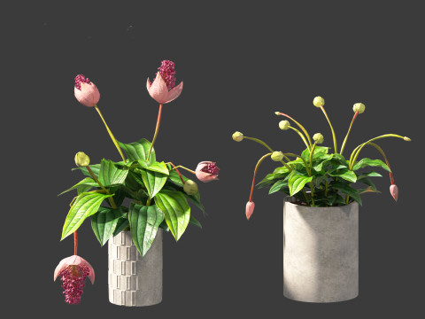 Medinilla Magnifica - rose grape 3D Модель