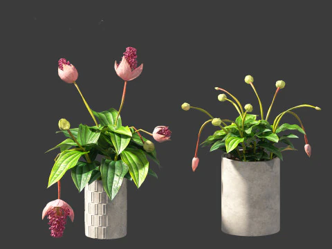 Medinilla Magnifica - rose grape 3D Model