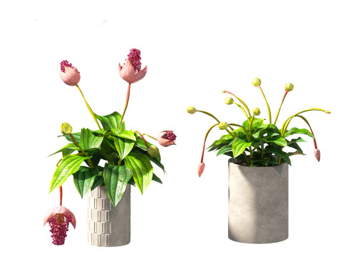 Medinilla Magnifica - rose grape 3D Модель