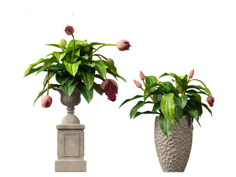 Medinilla Magnifica - rose grape 3D Модель