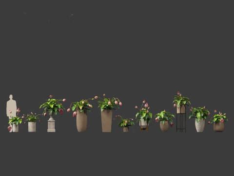 Medinilla Magnifica - rose grape 3D Model