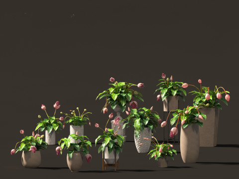 Medinilla Magnifica - rose grape 3D Модель