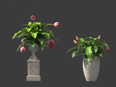 Medinilla Magnifica - rose grape 3D Модель