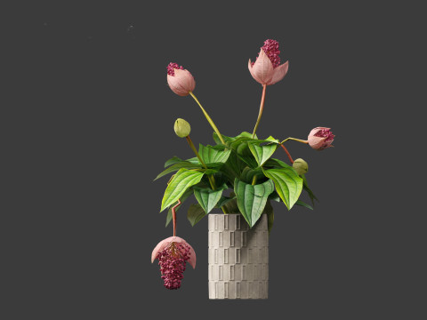 Medinilla Magnifica - rose grape 3D Модель
