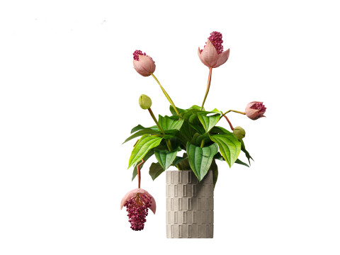 Medinilla Magnifica - rose grape 3D Модель