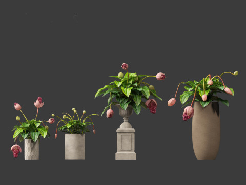 Medinilla Magnifica - rose grape 3D Модель