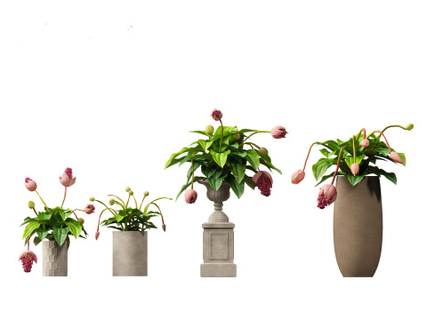 Medinilla Magnifica - rose grape 3D Модель