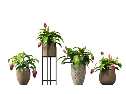 Medinilla Magnifica - rose grape 3D Модель