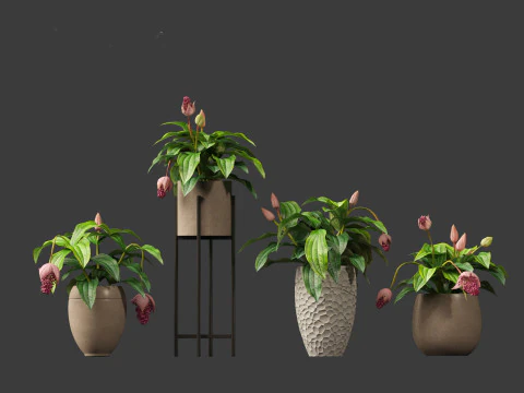 Medinilla Magnifica - rose grape 3D Model