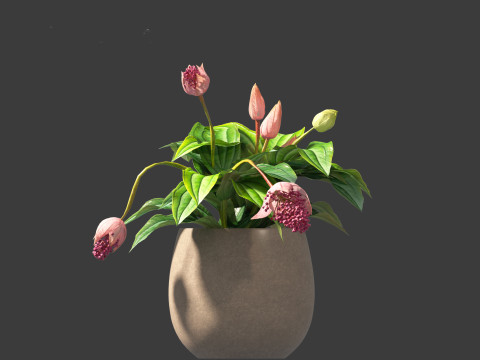 Medinilla Magnifica - rose grape 3D Модель
