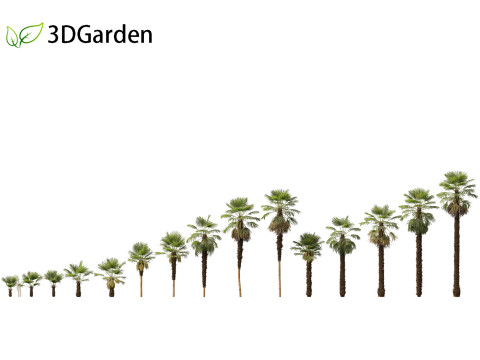 Trachycarpus fortunei - windmill palm 3D Модель