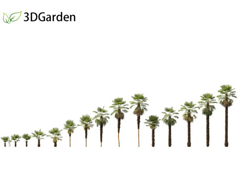 Trachycarpus Fortunei - 風車ヤシ 3Dモデル
