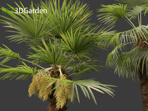 Trachycarpus fortunei - windmill palm Modelo 3D