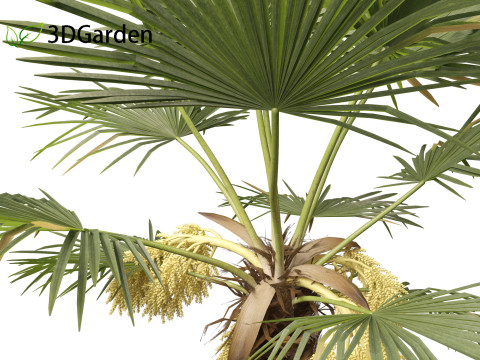 Trachycarpus fortunei - windmill palm Modelo 3D
