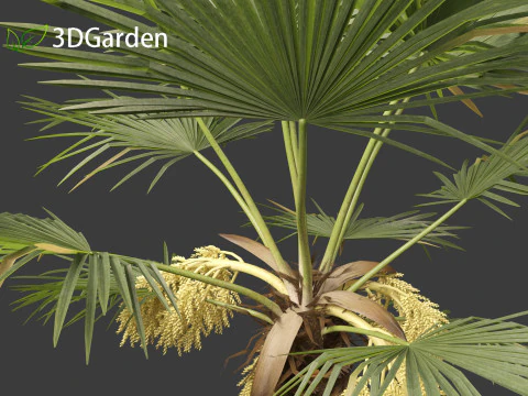 Trachycarpus fortunei - windmill palm 3D Model
