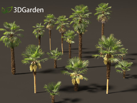 Trachycarpus fortunei - windmill palm Modelo 3D