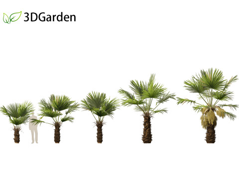 Trachycarpus fortunei - windmill palm Modelo 3D