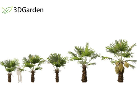 Trachycarpus fortunei - windmill palm 3D Model