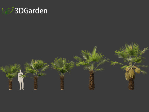 Trachycarpus fortunei - windmill palm Modelo 3D