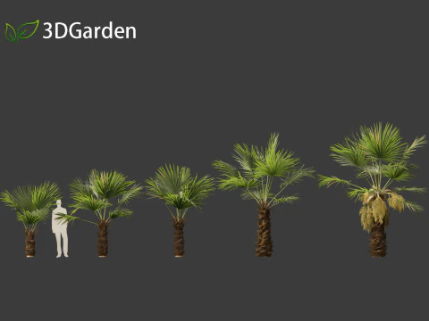 Trachycarpus fortunei - windmill palm 3D Model