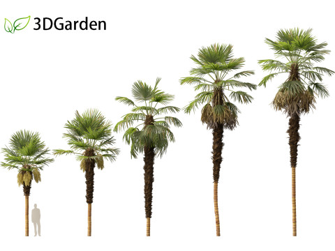 Trachycarpus fortunei - windmill palm Modelo 3D