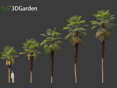 Trachycarpus fortunei - windmill palm Modelo 3D