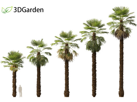 Trachycarpus fortunei - windmill palm Modelo 3D