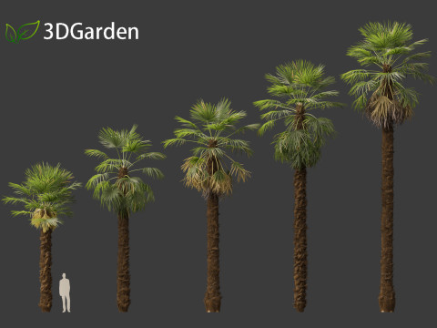 Trachycarpus fortunei - windmill palm Modelo 3D