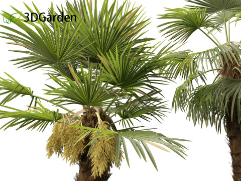 Trachycarpus fortunei - windmill palm Modelo 3D