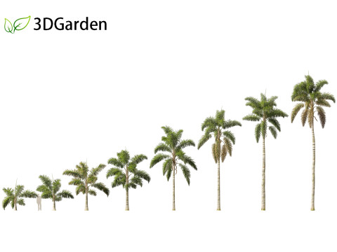 Syagrus sancona - Columbian Foxtail Palm 01 3D Модель