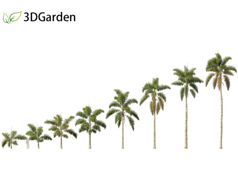 Syagrus sancona - コロンビア産アワヤシ 01 3Dモデル