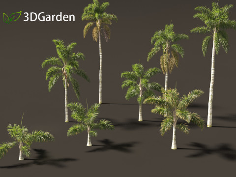 Syagrus sancona - Columbian Foxtail Palm 01 3D 模型