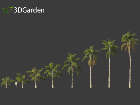 Syagrus sancona - Columbian Foxtail Palm 01 3D 模型