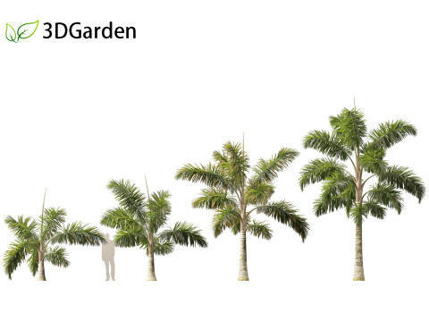 Syagrus sancona - Columbian Foxtail Palm 01 3D 模型