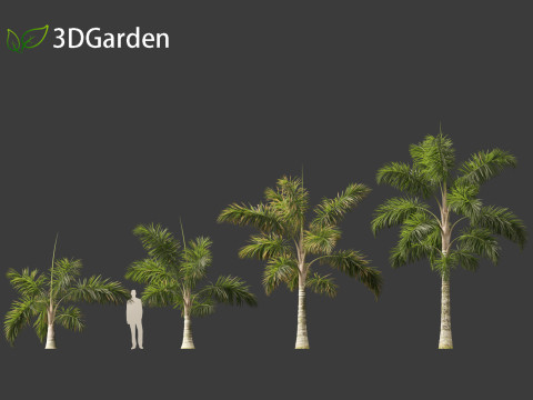 Syagrus sancona - Columbian Foxtail Palm 01 3D 模型