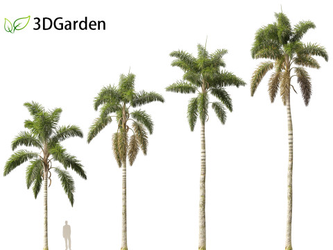 Syagrus sancona - Columbian Foxtail Palm 01 3D 模型