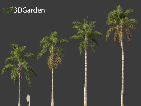 Syagrus sancona - Columbian Foxtail Palm 01 3D 模型