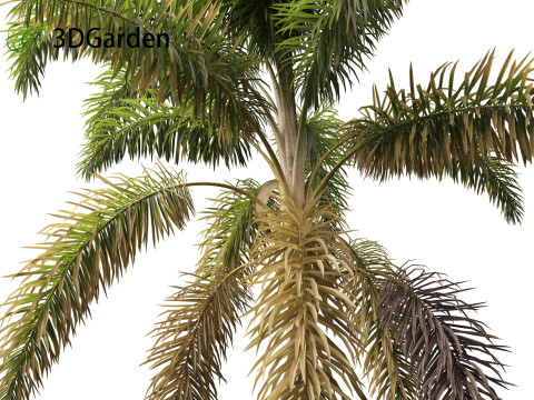 Syagrus sancona - Columbian Foxtail Palm 01 3D 模型