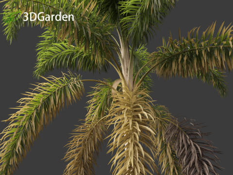 Syagrus sancona - Columbian Foxtail Palm 01 3D 模型