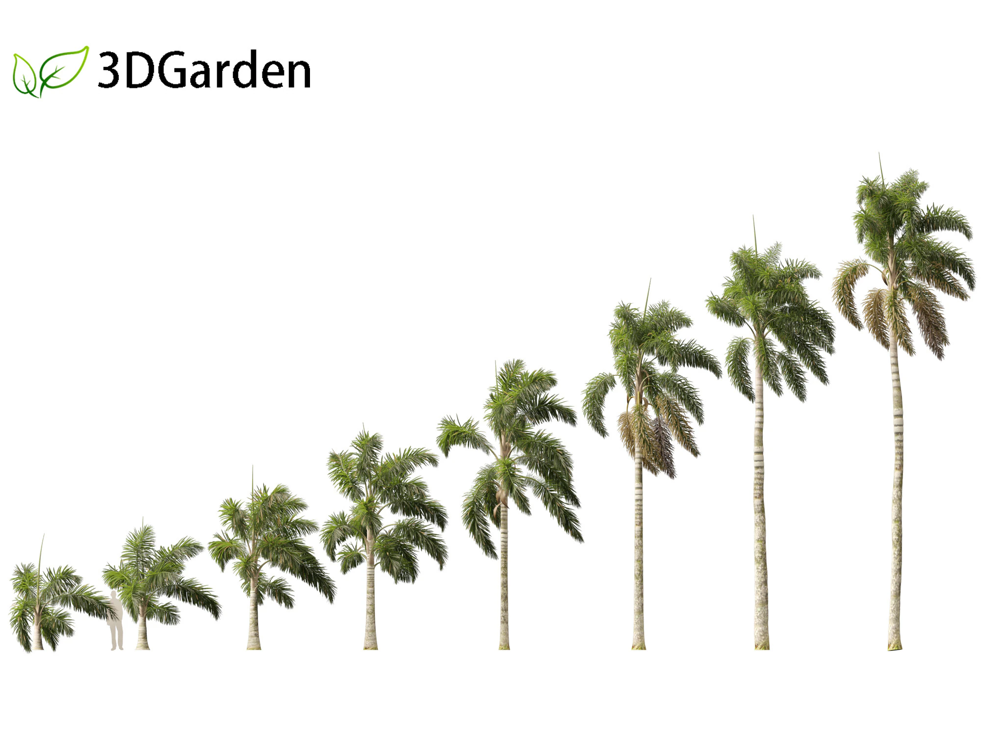 Syagrus sancona - Columbian Foxtail Palm 02 3D Model .c4d .max .obj .3ds .fbx .stl .blend 