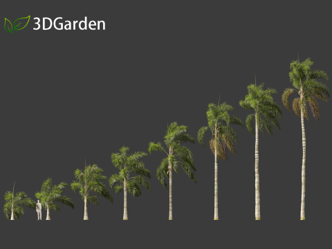 Syagrus sancona - Columbian Foxtail Palm 02 3D मॉडल