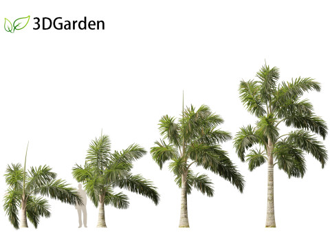 Syagrus sancona - Columbian Foxtail Palm 02 3D मॉडल